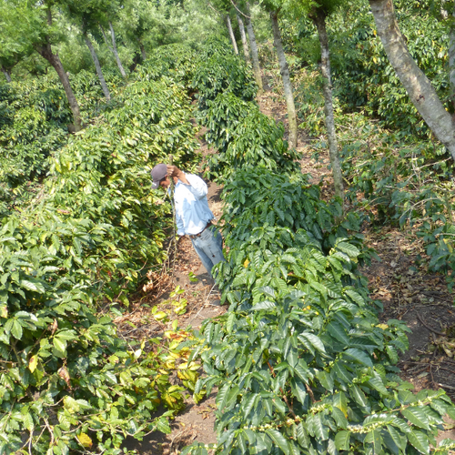 Sustainable Practices of Small Coffee Farmers